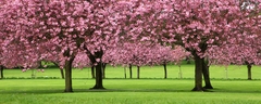 Sakura trees